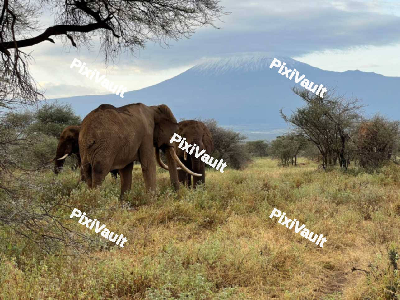 Elephants eating grass